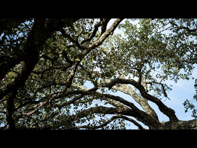 Dia Mundial da Árvore 🍂 A afinação natural do Sobreiro Assobiador