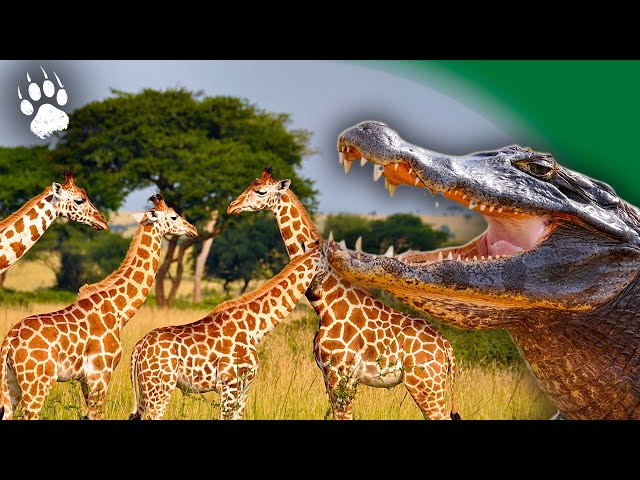 Funny encounters in the savannah - Giraffe - Crocodiles - Animal documentary - AMP HD