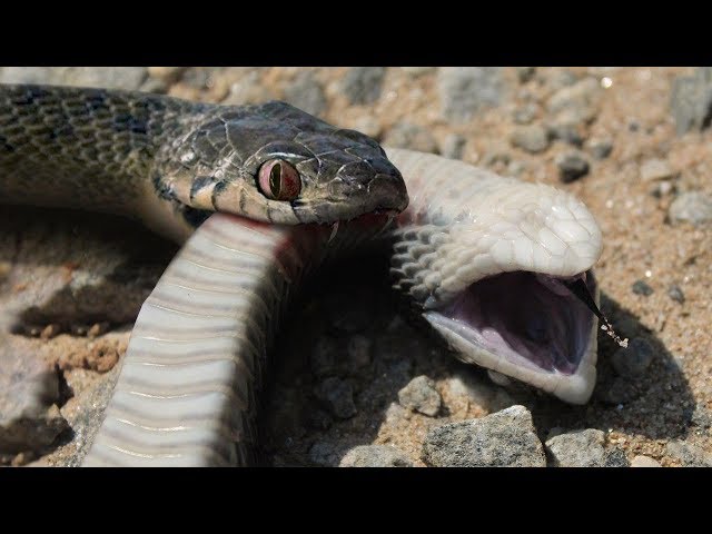 What If Venomous Snake Bites Another Venomous Snake?