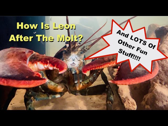 How is Leon After The Molt?