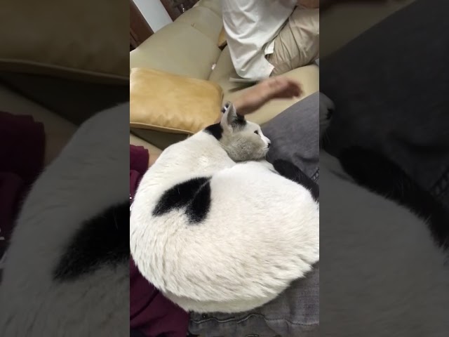 How to remove cat?