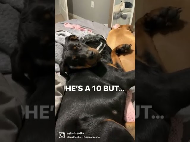 My Rottweiler is a 10 but…
