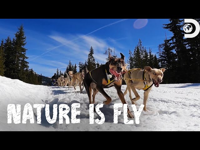 Family Dog Sledding Adventure | Nature is Fly