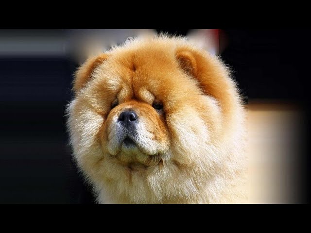 Cute And Funny Chow Chow Compilation!