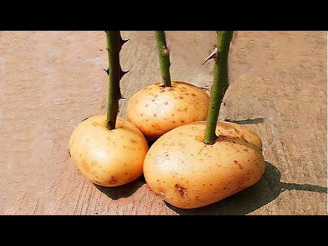 Put A Rose Cutting In A Potato And Watch What Happens