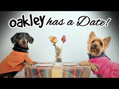 Ep#9: OAKLEY HAS A  DATE! - (Cute & Funny Dachshund Dogs Dating)