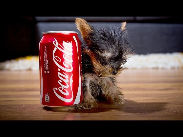 The World's Smallest Dog: Tiny Dog Terrier