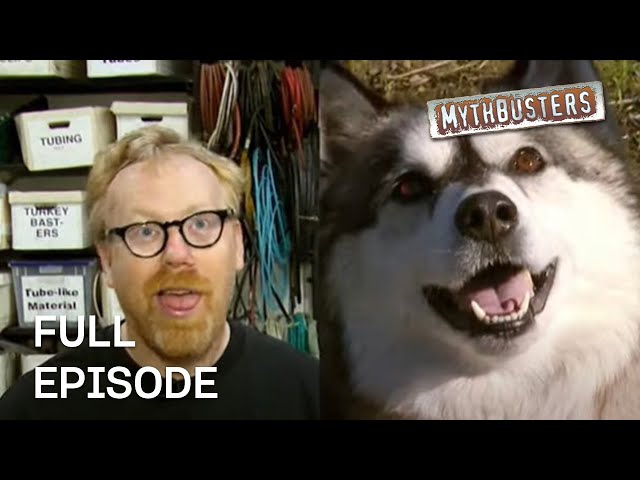 Dog Myths | MythBusters | Season 5 Episode 6 | Full Episode