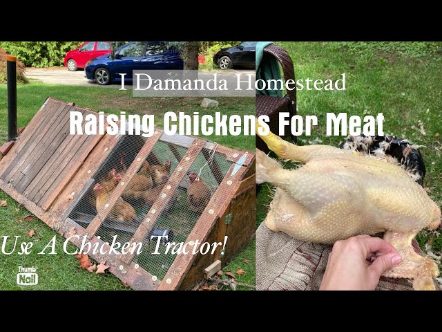 Use a Small Chicken Tractor to Raise Meat Broilers!!