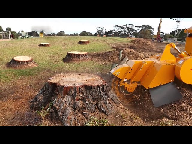 Amazing Dangerous Biggest Stump Removal Equipment Working, Powerful Stump Removal Grinding Excavator