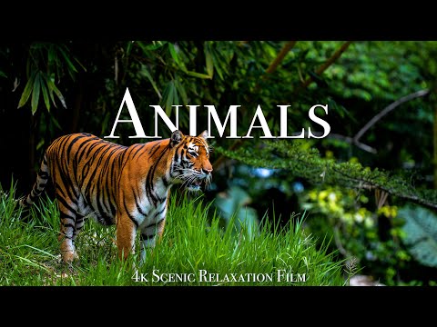 Animals Of The World 4K - Scenic Wildlife Film With Calming Music