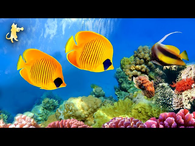 CORAL REEF AQUARIUM COLLECTION 🔴 Relaxing Music for Sleep, Study, Yoga & Meditation