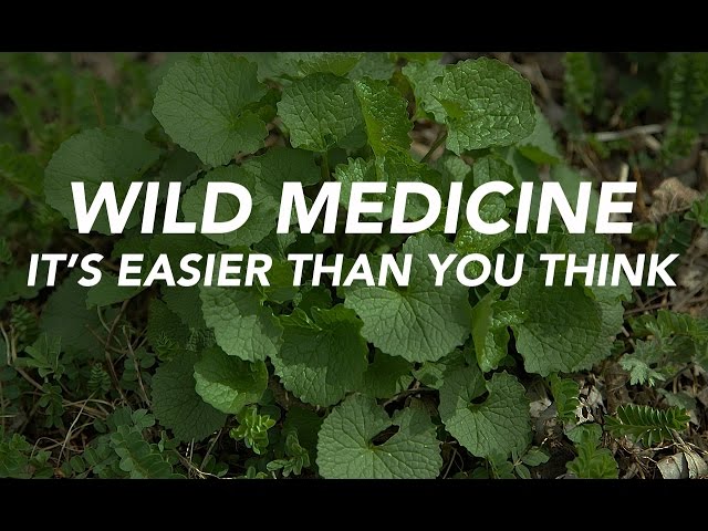Wild Medicine — It's Easier Than You Think