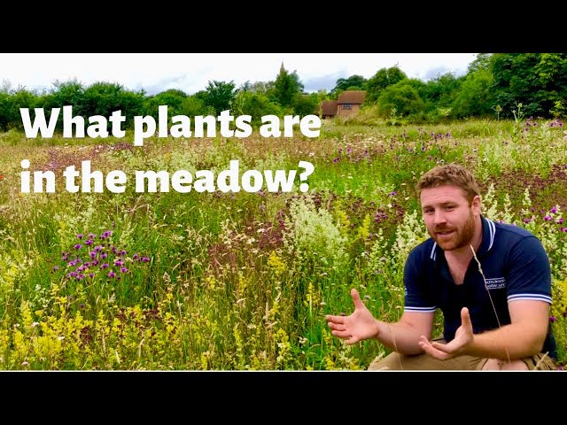 Wildflower Meadow Revisited - 10 Years On - Part 2 - What's in the Meadow
