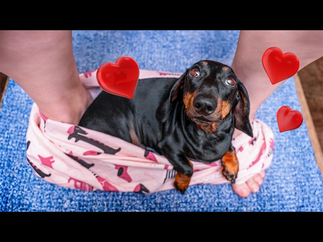 No Personal Space... Cute & Funny Dachshund Dog Video!