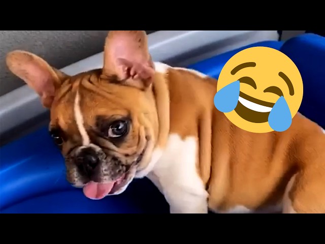 1 Hour Funny Talking Animals Compilation of 2023! #pets #animals  #cute
