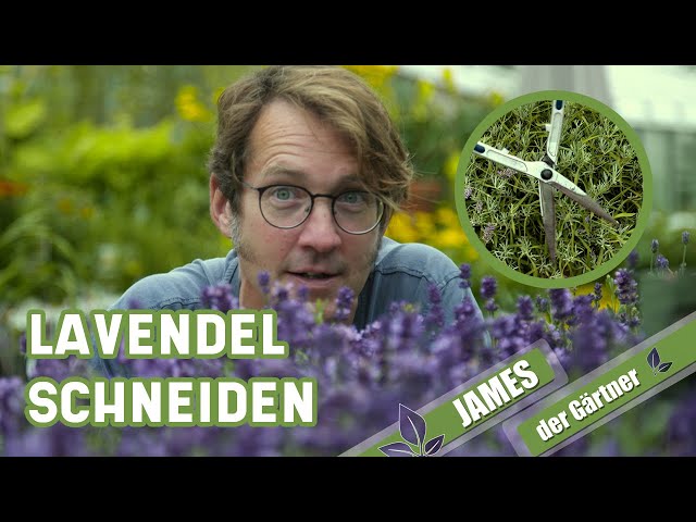 Der Rückschnitt von Lavendel nach der Blüte | James der Gärtner