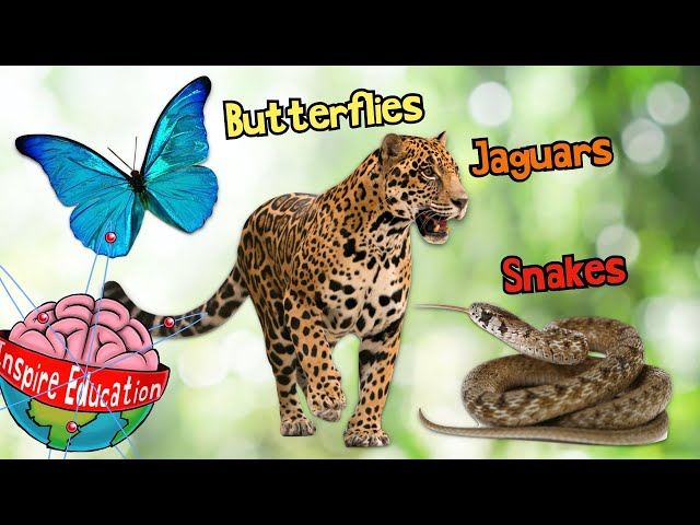 3 Animal Life Cycles