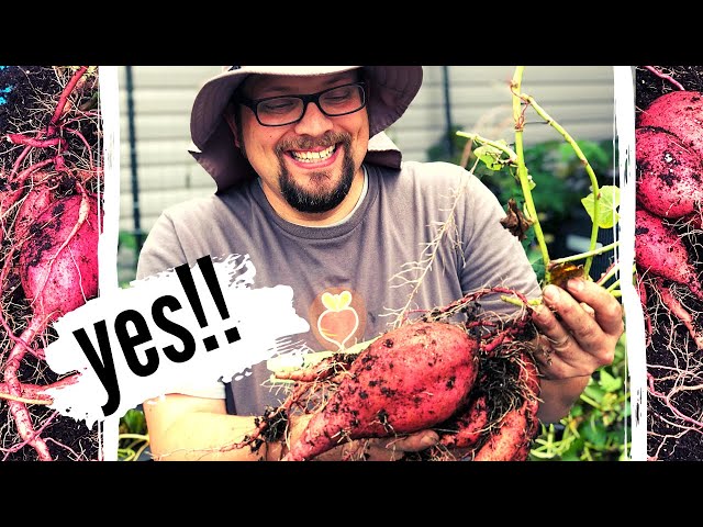 Our BEST Sweet Potato CONTAINER Growing Harvest EVER! |  how to grow sweet potatoes |  Harvest 2020