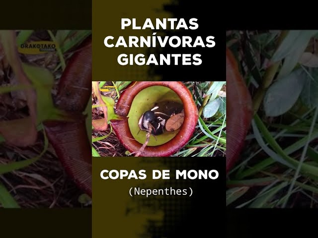 PLANTAS CARNÍVORAS GIGANTES -  NEPENTHES #SHORTS