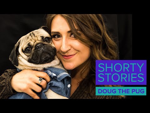 Shorty Stories with Doug the Pug || SHORTY AWARDS