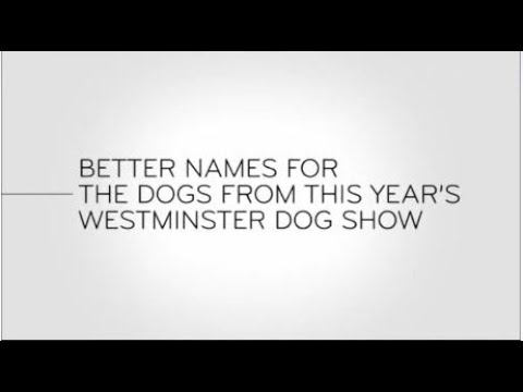 Last Week Tonight - And Now This: Better Names for the Dogs from This Year's Westminster Dog Show