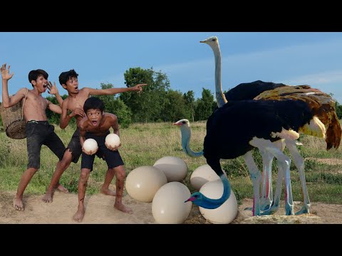 Primitive Technology - Smart Steal Ostrich Egg And Cooking - Eating Delicious