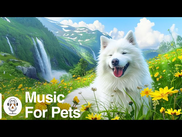12 Hours of Dog TV; Best Music for Dogs: Deep Separation Anxiety Music to Calm Dogs!