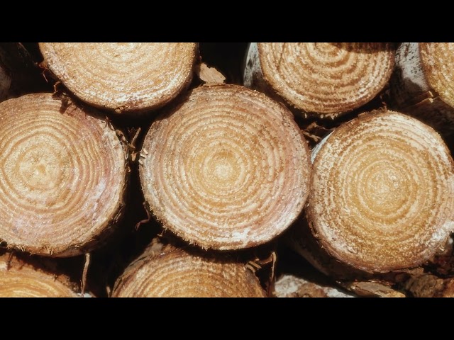 Acon Timber - company presentation