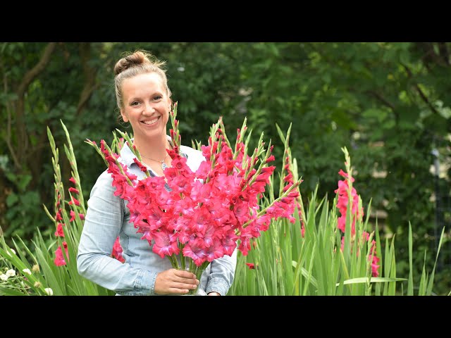 Gladiolus // How to Plant, Grow, Harvest, and Store Gladiolus Corms// Northlawn Flower Farm