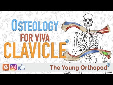 Orthopaedic Anatomy