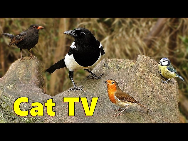 Videos for Cats to Watch ~ Cat TV Bird Watching Video ⭐ 8 HOURS ⭐