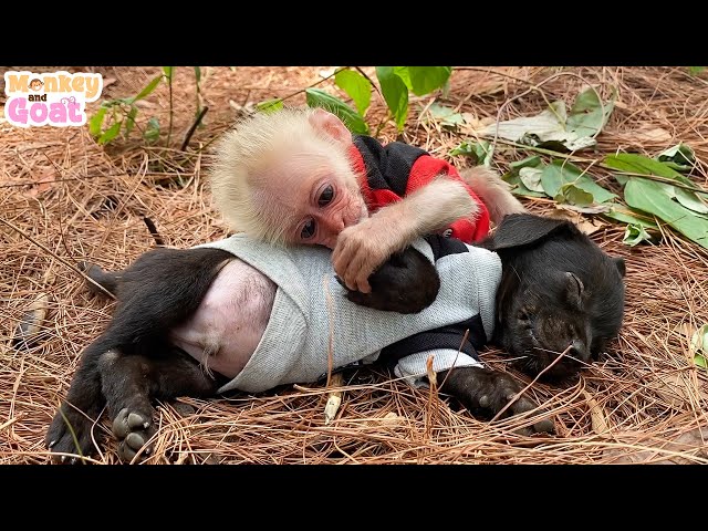 Baby monkey lull puppy to sleep
