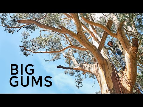 Camping in my 100 year old Gum tree