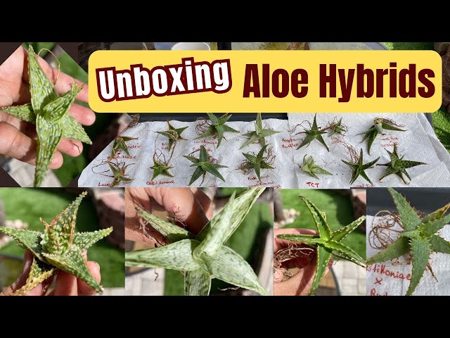 Unboxing ALOE hybrids |#aloe
