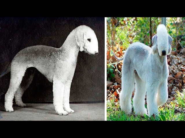 THE RAREST DOG BREEDS In The World