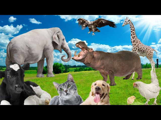 Learn about familiar animals, animal sounds and foods: cows, dogs, cats, chickens, elephants
