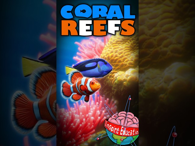 The Visual Marvels of Coral Reefs