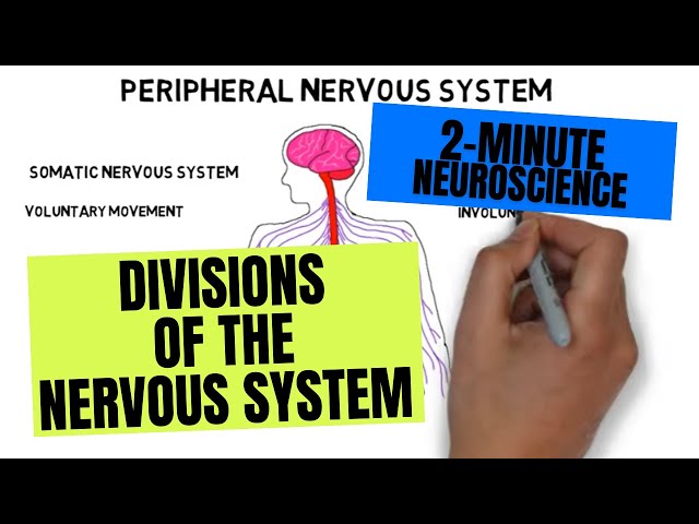 2-Minute Neuroscience: Divisions of the Nervous System