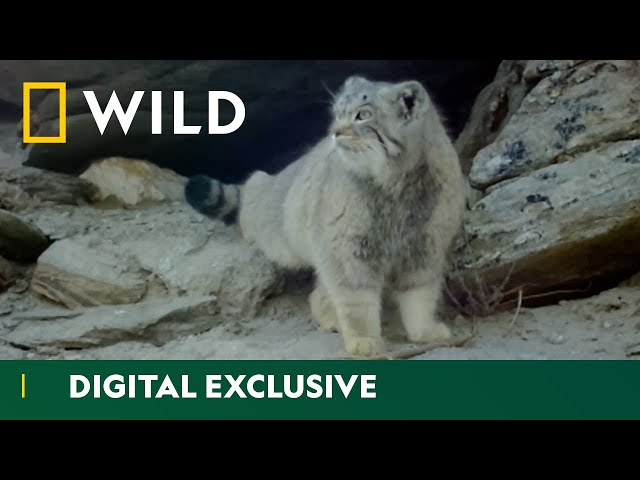 Pallas's Cat Makes an Appearance | Wild Cats of India | National Geographic Wild UK