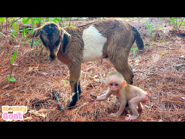 Goat BeBe find baby monkey BiBi is lost in the forest