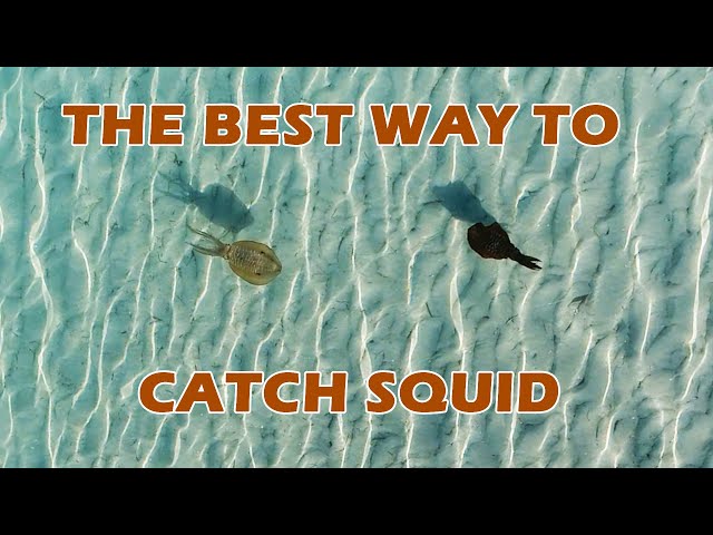 THE BEST WAY TO CATCH SQUID | Sight casting in clear shallow water | How & Where Moreton Bay