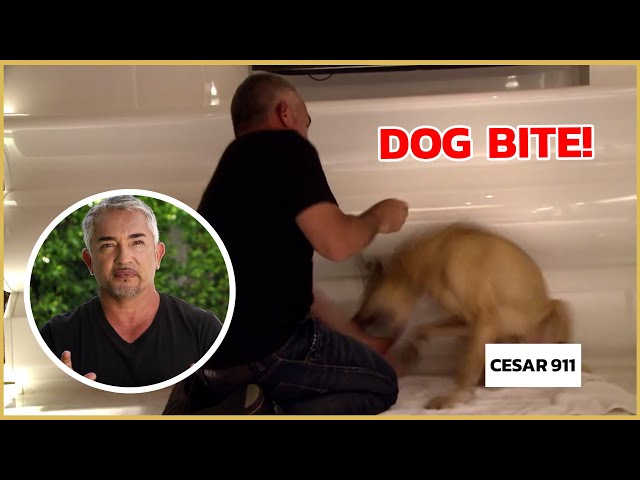 Cesar Millan gets bitten by an insecure dog! | Cesar911 Shorts