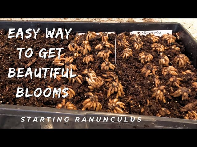 Starting the Flower Season by Presprouting Ranunculus