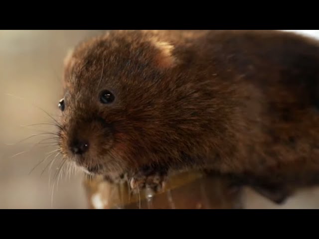 Saving Water Voles From Extinction | Wild Rescue | BBC Earth