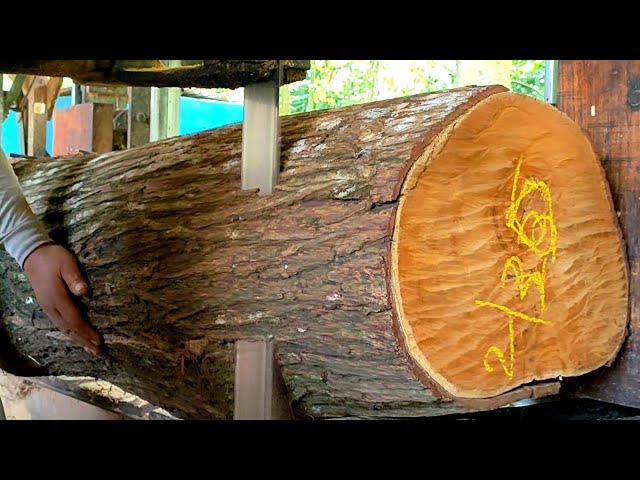 menggergaji kayu tercantik didunia bahan baku meja di sawmil indonesia.akasia seharga f22 raptor?