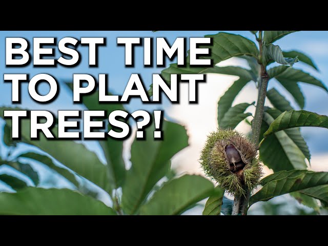 Planting Dunstan Chestnut Trees In The Fall (Or Any Fruit/Mast Tree)