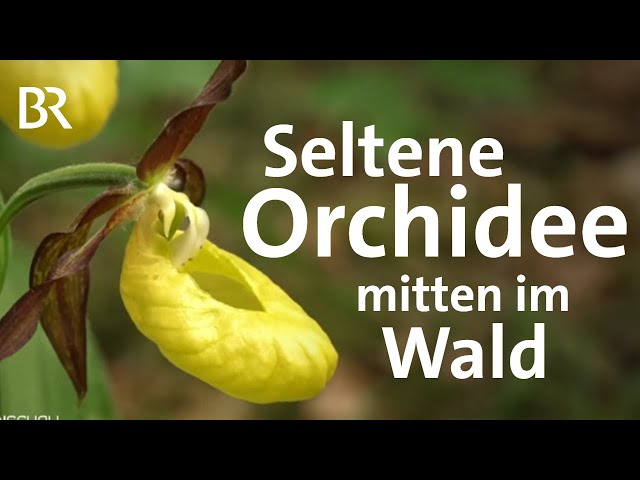 Heimische Orchideen: Vogelnestwurz und Frauenschuh | Frankenschau | BR