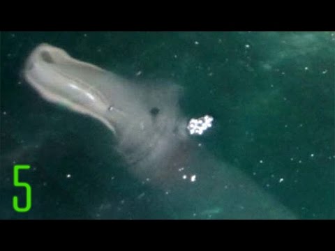 Most Mysterious Creatures that Can't be Explained