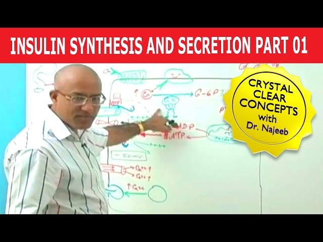 Insulin Synthesis and Secretion | Part 1/4💉